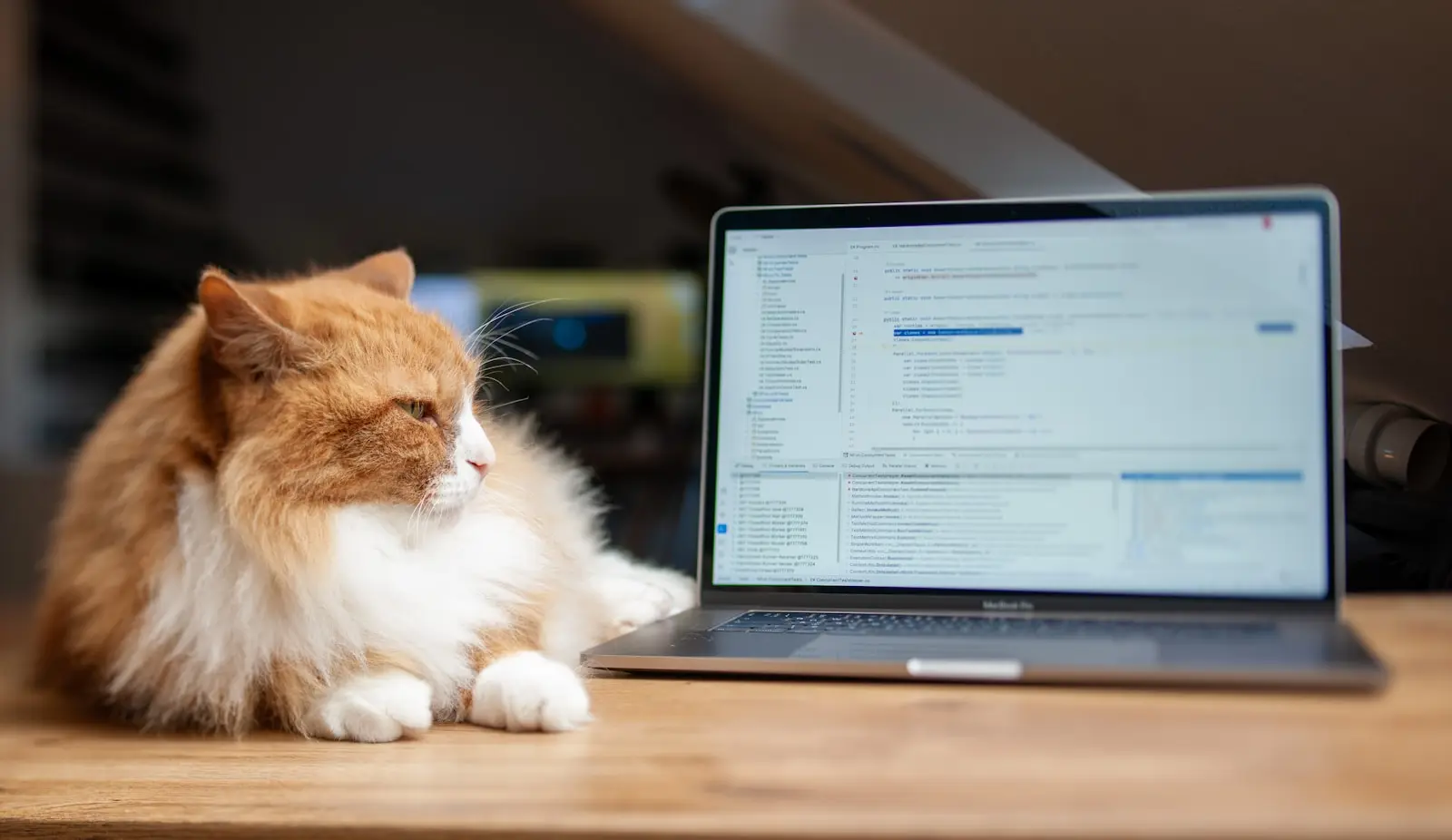 Gato junto a una laptop en una consulta en línea