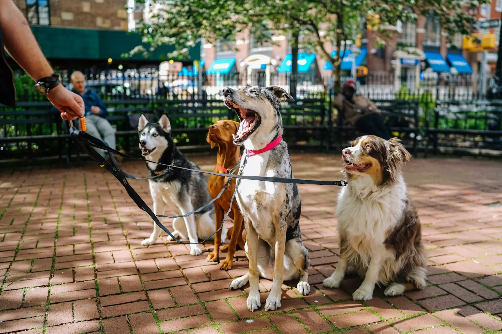 Grupo de perros de distintas razas sentados juntos en un paseo