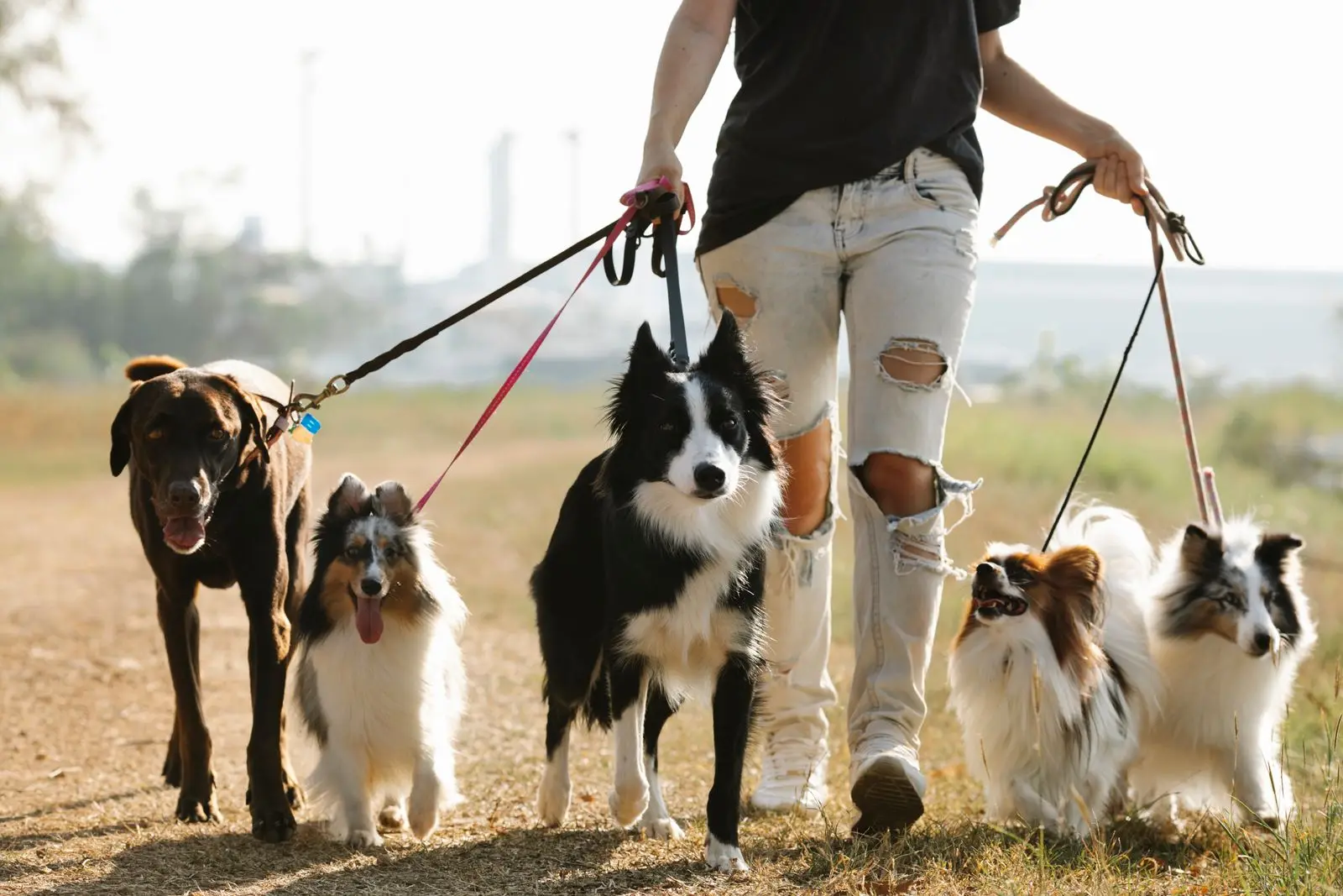 Paseo profesional con varios perros en un entorno abierto