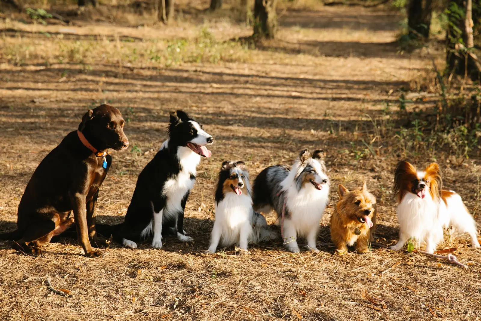 Grupo de perros de distintas razas atentos en un entorno calmado