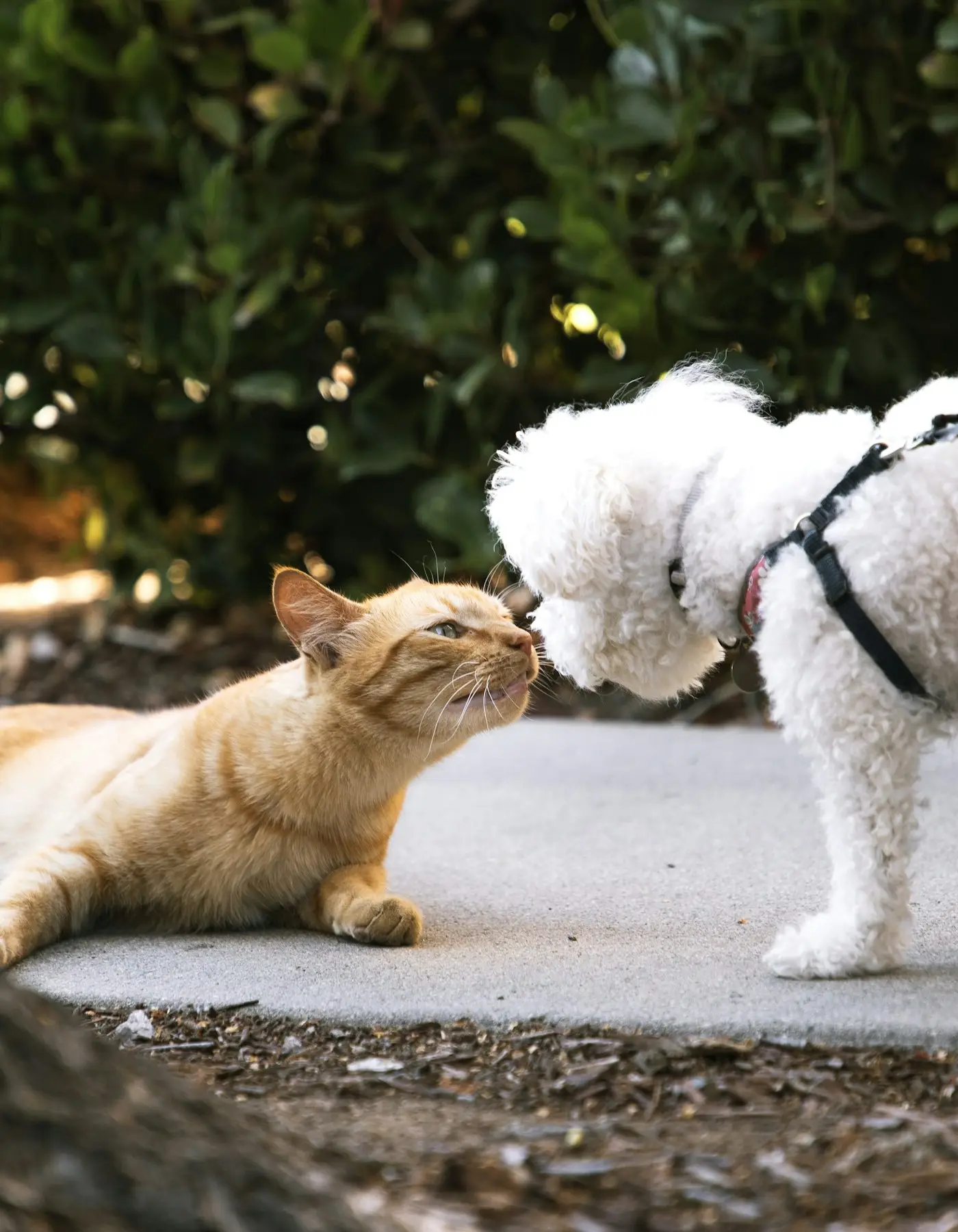Dog and cat together in a moment of connection and wellbeing