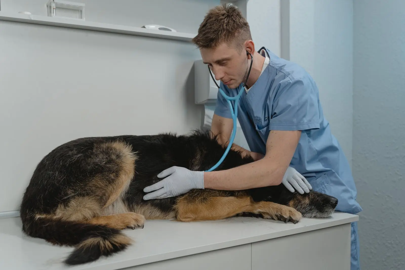 Veterinarian examining a dog with a stethoscope in clinic