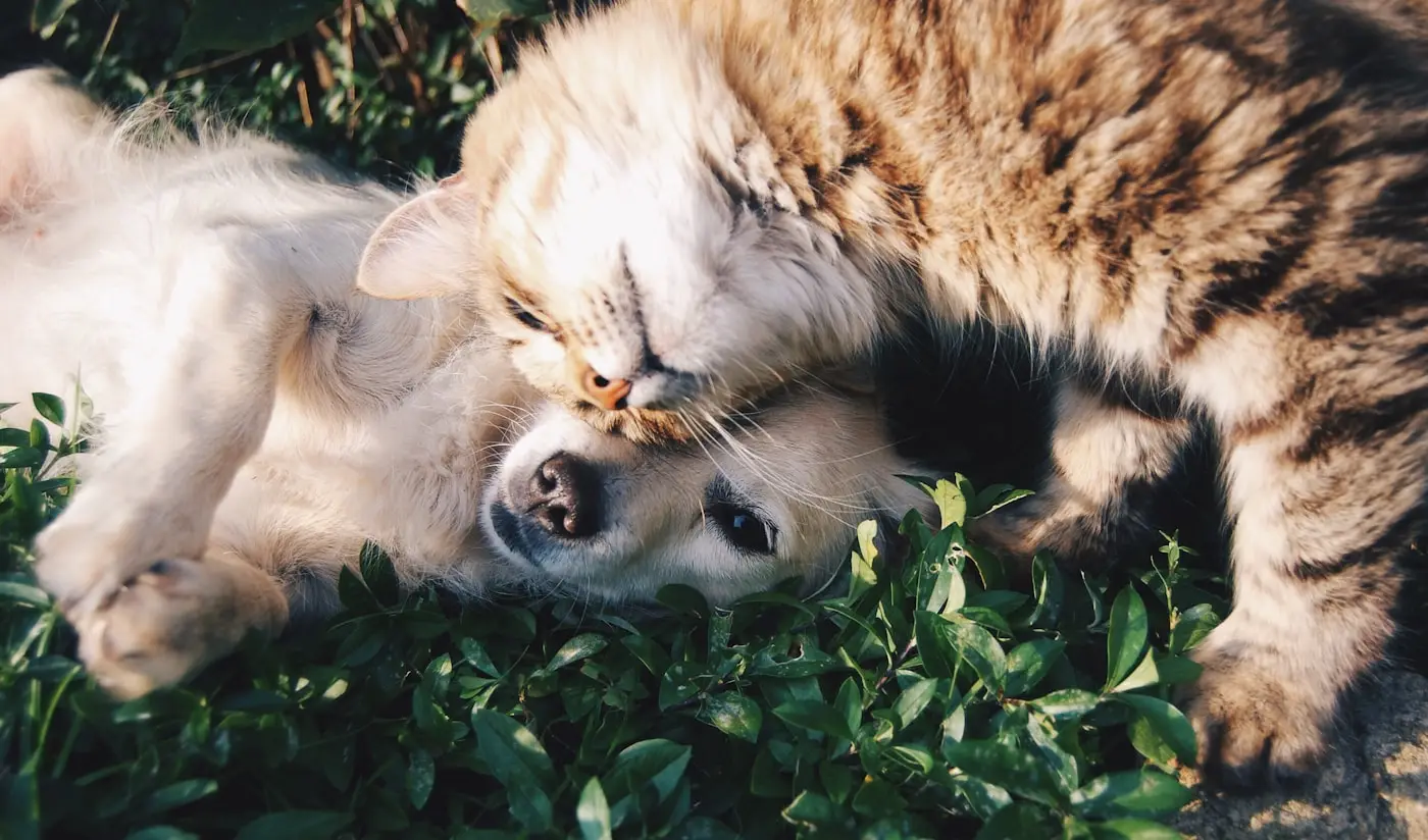Person embracing their dog in a moment of connection and wellbeing