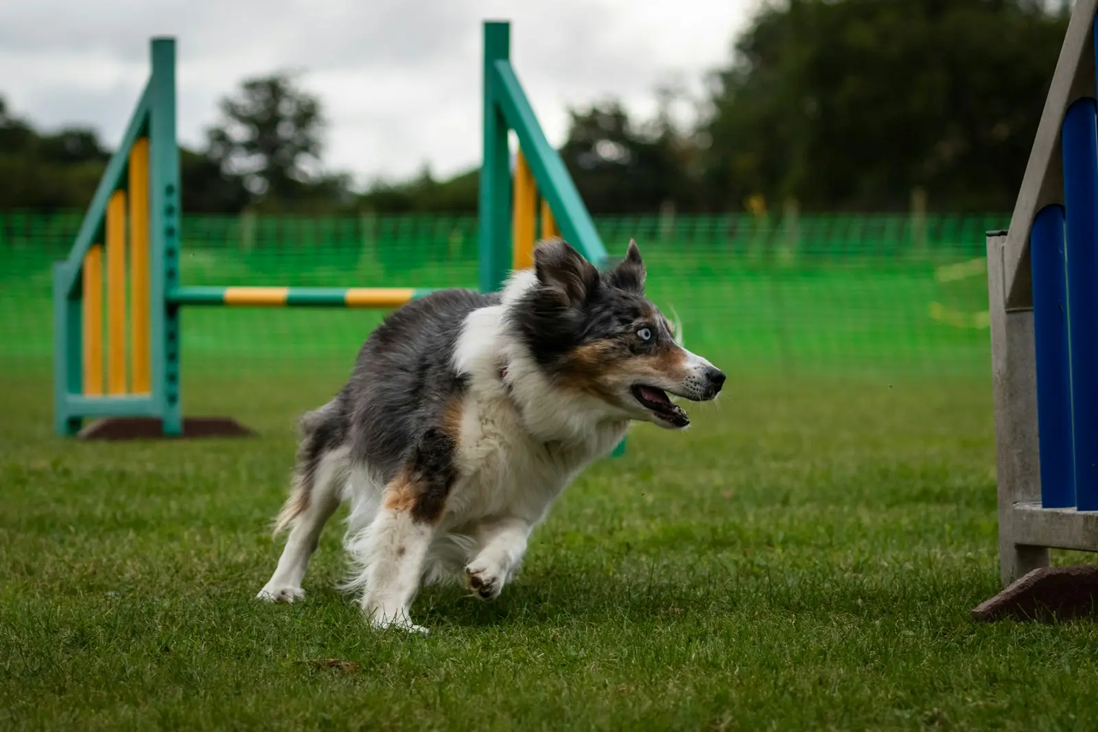 Perro merle corriendo en un campo de agility y juego