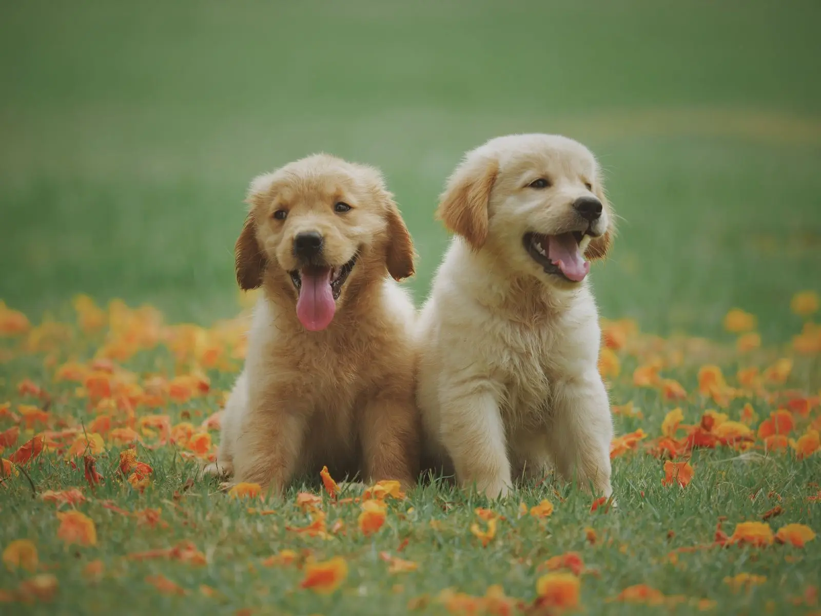 Golden retriever puppies together in a play space