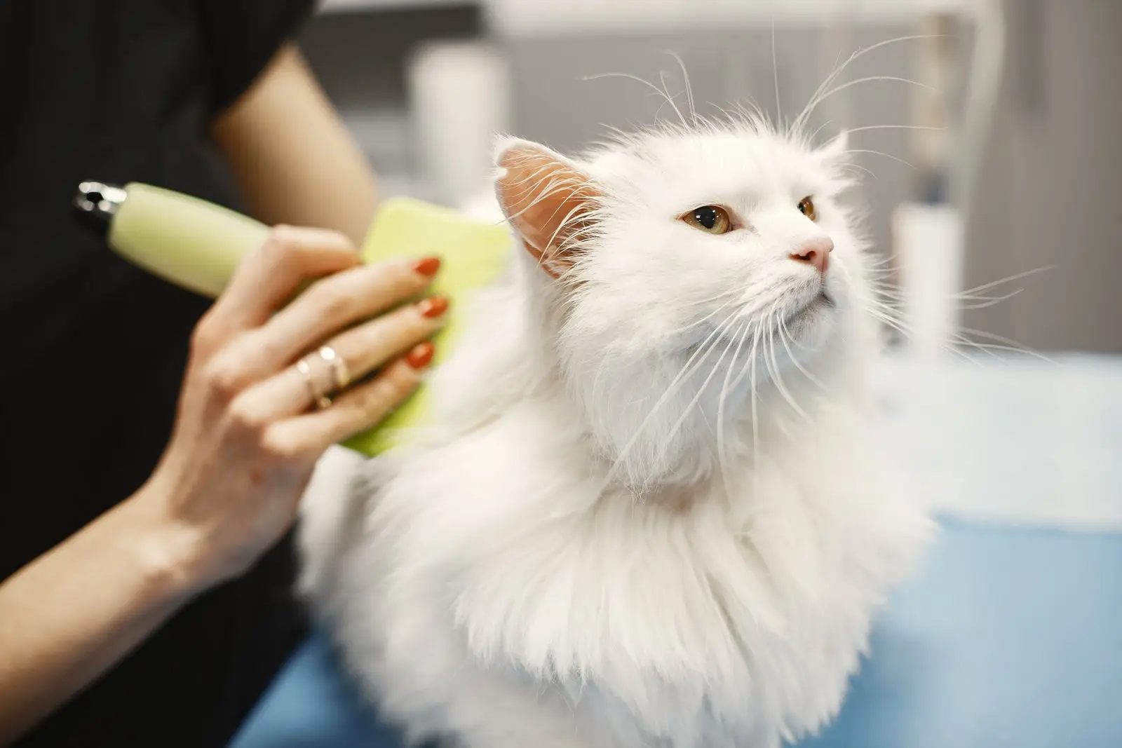 Long-haired cat being brushed during a grooming session